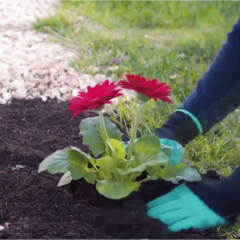 Greenhouse strapabíró kerti kesztyű szett 4 karommal, ásáshoz, kerti munkálatokhoz (BBM) (1)